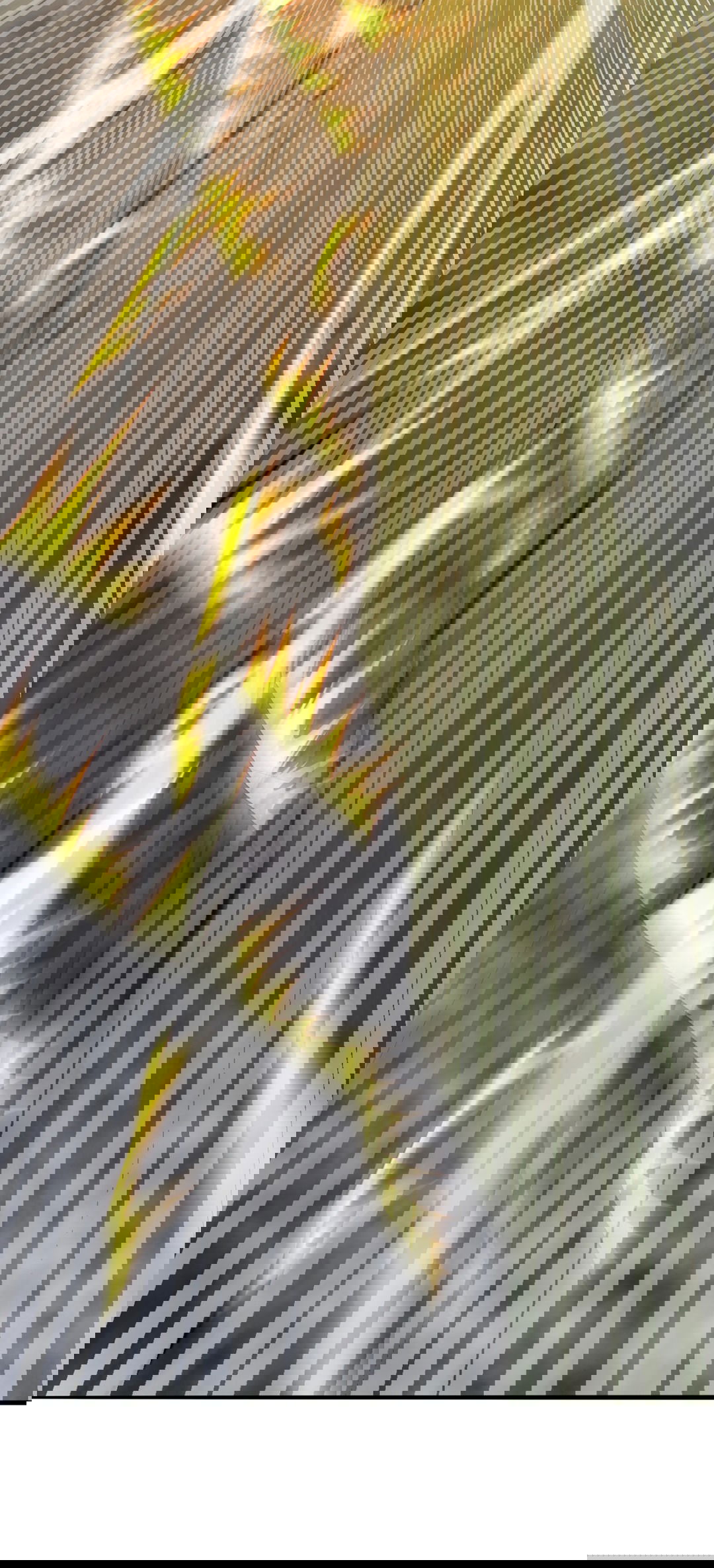 Манга Я - потомок Божественного Дракона! - Глава 18 Страница 51