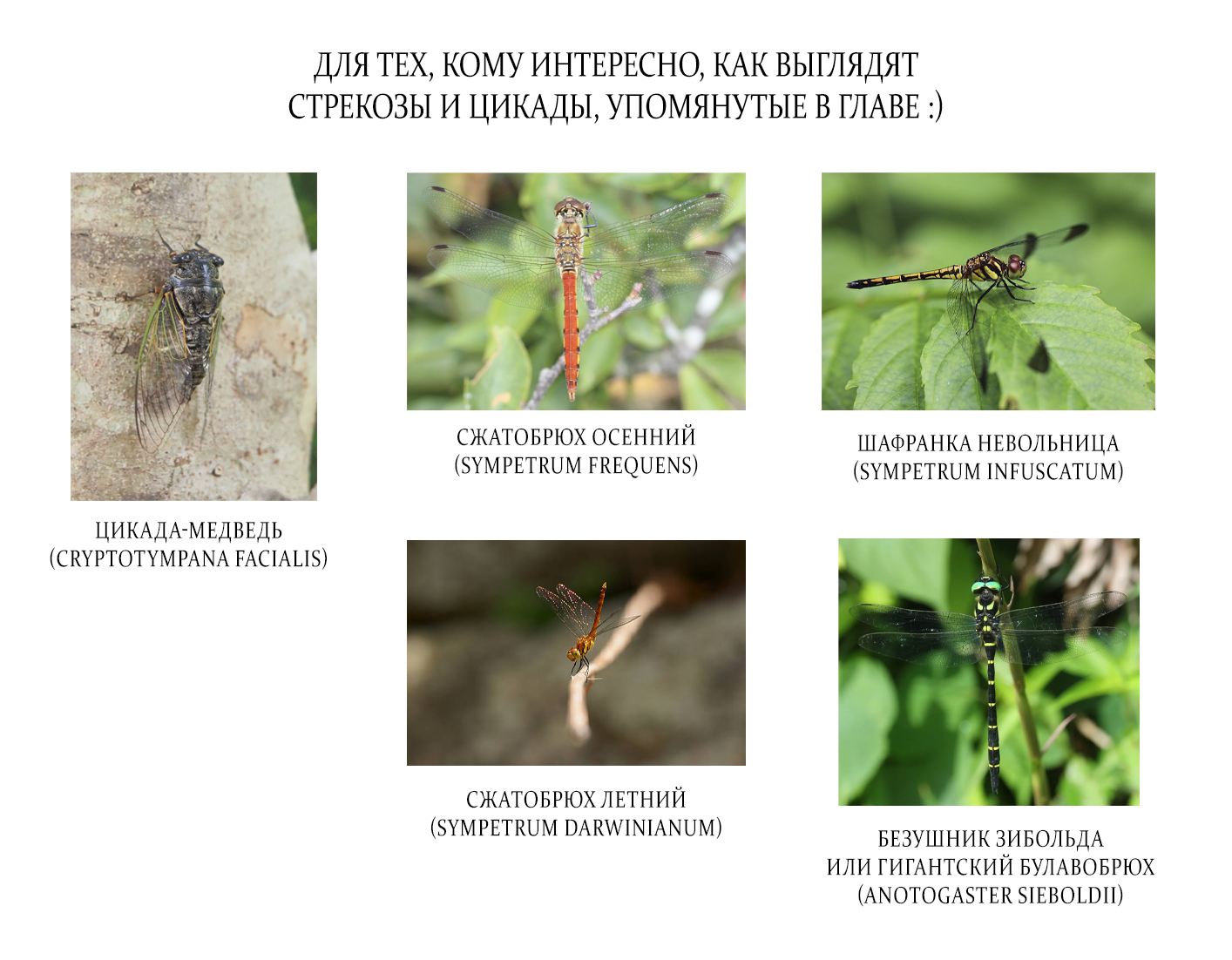 Манга Участковый и я - Глава 4 Страница 29