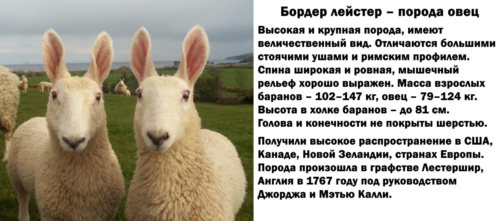 Манга История молодой невесты - Глава 107 Страница 44