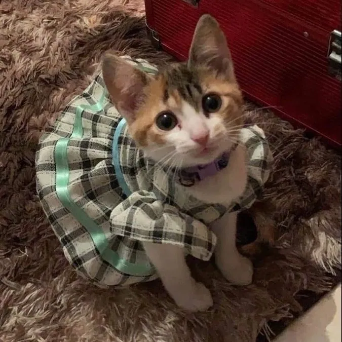 Манга Почему бы не сделать обеих близняшек своими девушками? - Глава 2 Страница 36