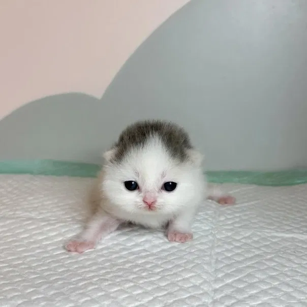 Манга Почему бы не сделать обеих близняшек своими девушками? - Глава 1.5 Страница 6