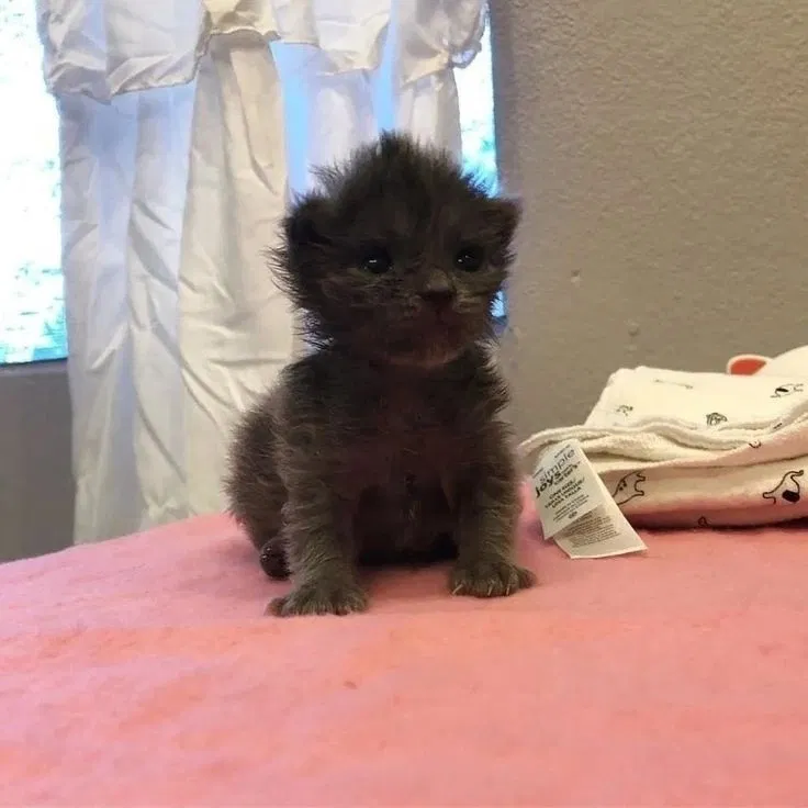 Манга Почему бы не сделать обеих близняшек своими девушками? - Глава 1 Страница 42