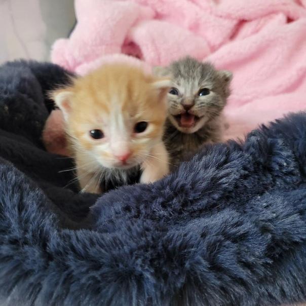 Манга Кайе-чан не страшно - Глава 7 Страница 23