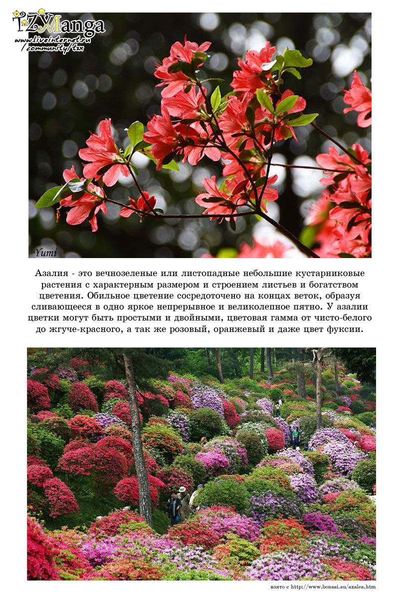 Манга Чистая романтика - Глава 3 Страница 25