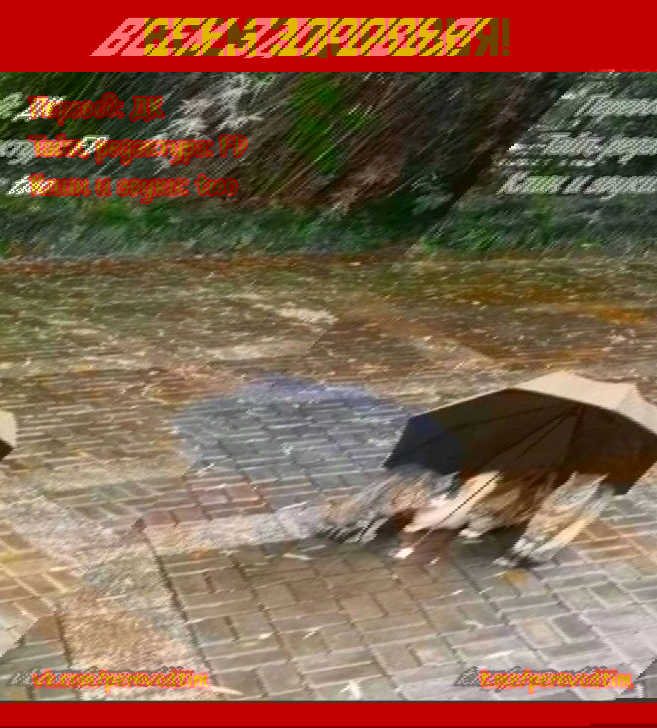 Манга Величайший из Бродячих псов. Шутка. - Глава 86 Страница 9