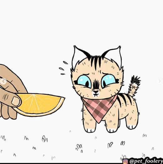 Манга Брут и Пикси - Глава 73.1 Страница 2