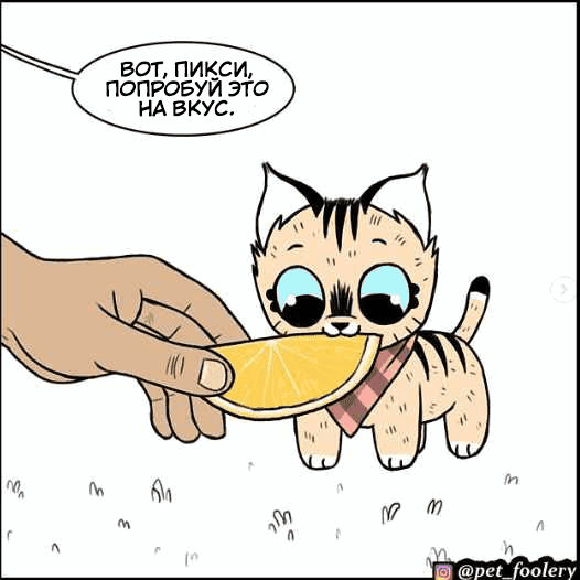 Манга Брут и Пикси - Глава 73.1 Страница 1