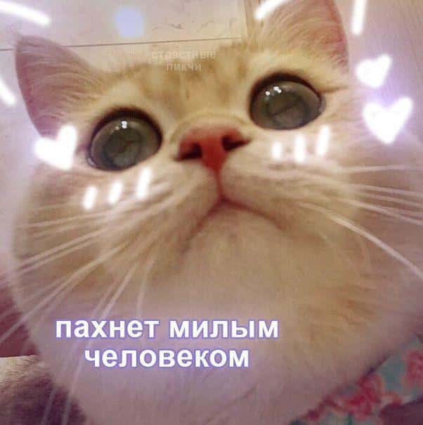 Манга Лиса-наложница, не играй с огнём - Глава 26 Страница 10