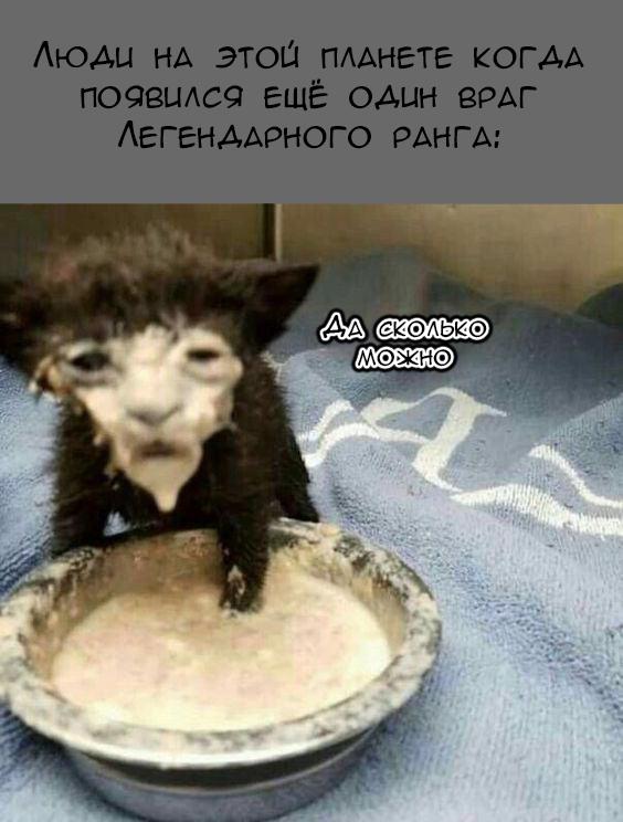 Манга Святая дева раскрыла карты - Глава 307 Страница 51