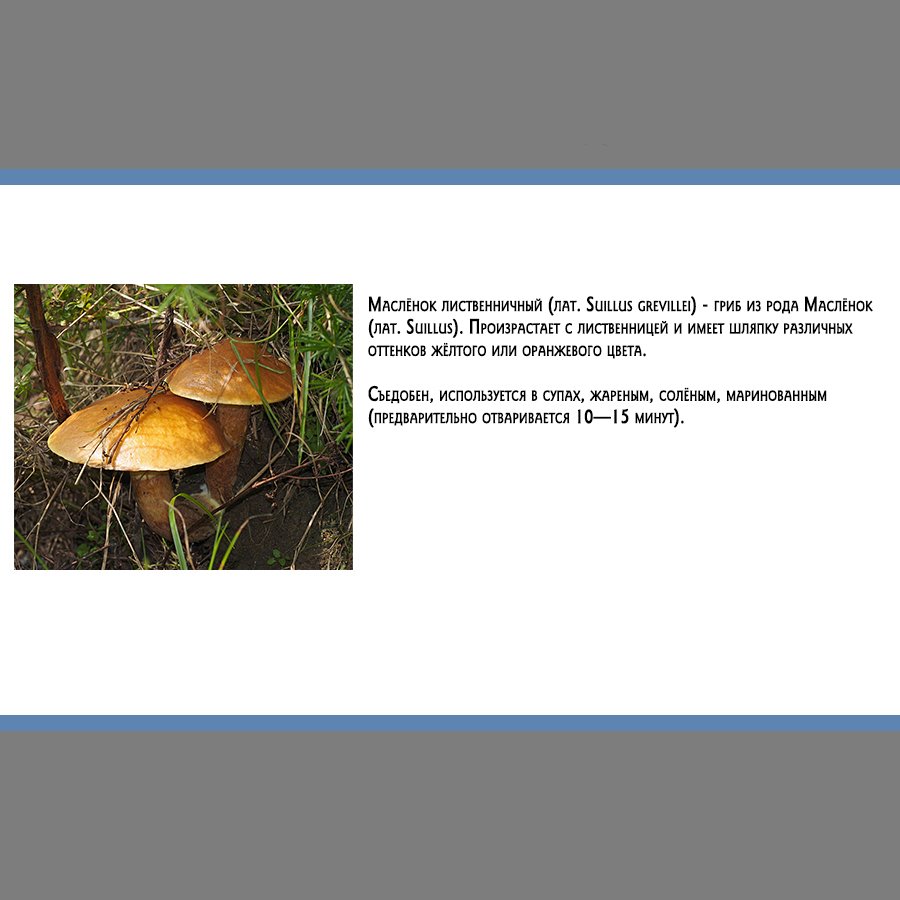 Манга Золотое божество - Глава 122 Страница 17