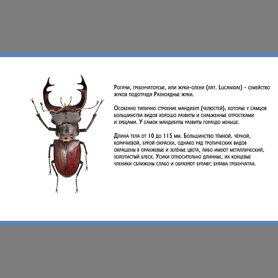 Манга Золотое божество - Глава 84 Страница 20