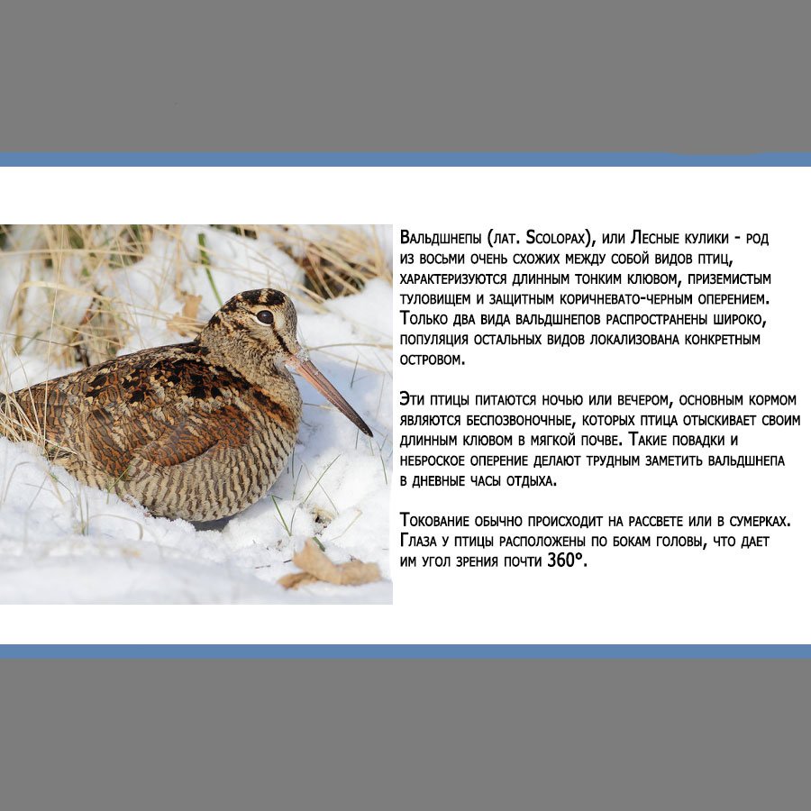 Манга Золотое божество - Глава 83 Страница 17