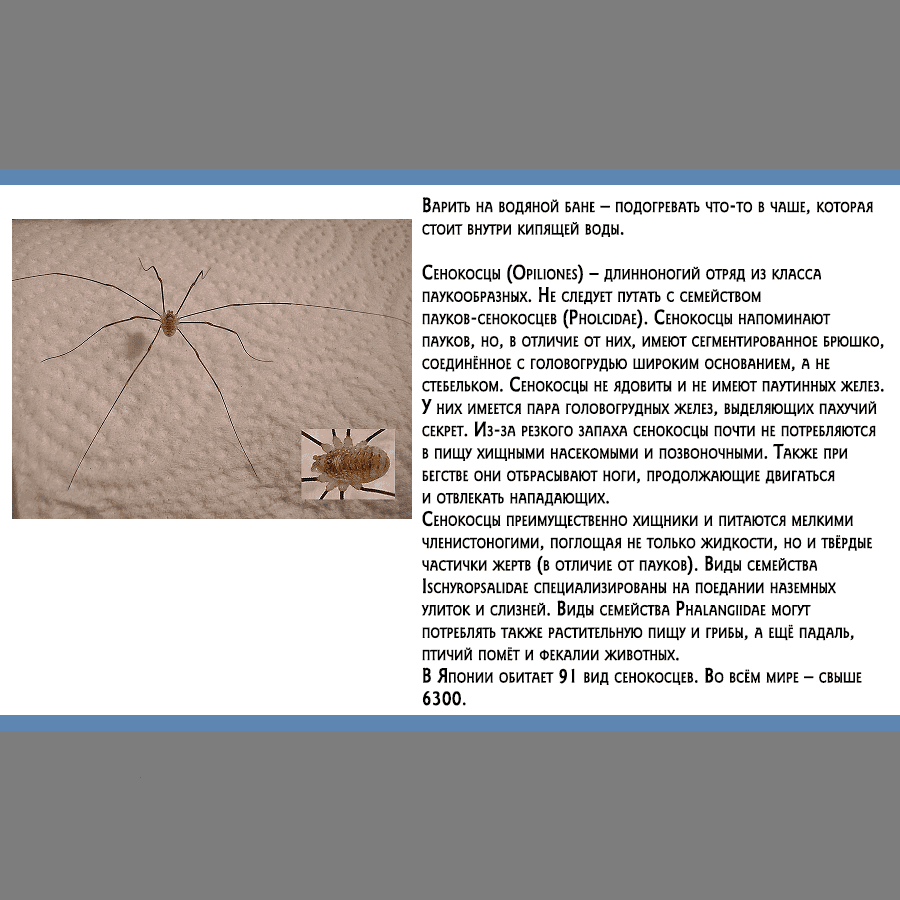 Манга Золотое божество - Глава 68 Страница 20