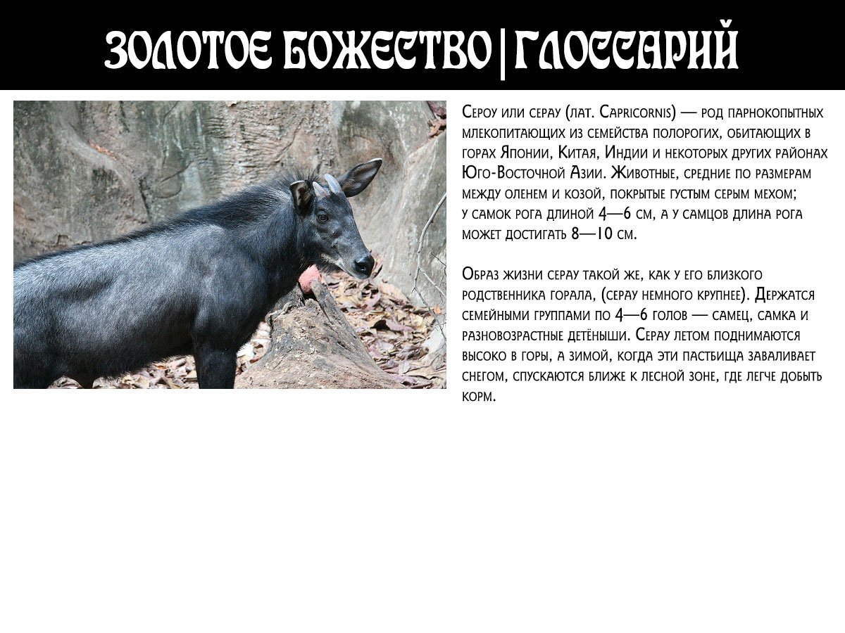 Манга Золотое божество - Глава 43 Страница 19