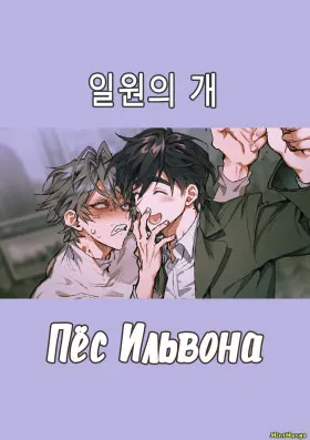Пёс Ильвона